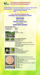 5. JAMBU BATU SUNGKAI