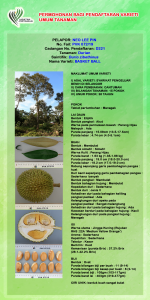 DURIAN BASKET BALL