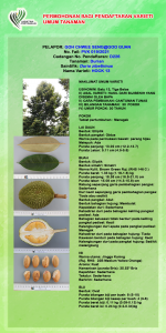 DURIAN HOCK 13