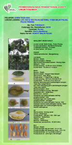 DURIAN KUNYIT BALIK PULAU