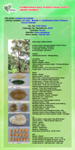 DURIAN TOKUN TOP