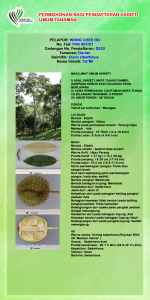 DURIAN YU’MI