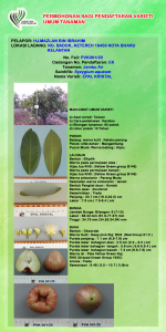 JAMBU EPAL KRISTAL