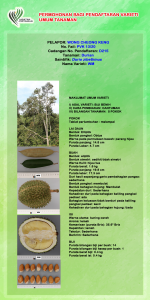 DURIAN WM