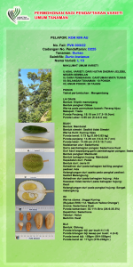 DURIAN L 13